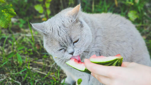 Chat mangeant de la pastèque
