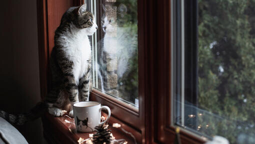 een kat kijkt door het raam