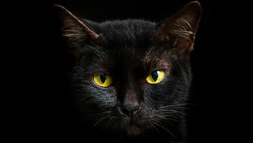 een zwarte kat met gele ogen