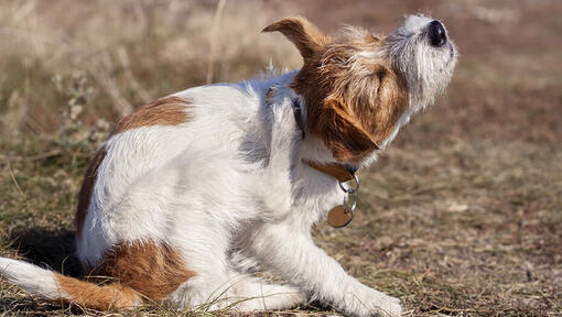 Le chien se gratte