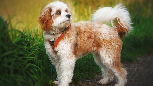 Cavapoo staand wegkijkend