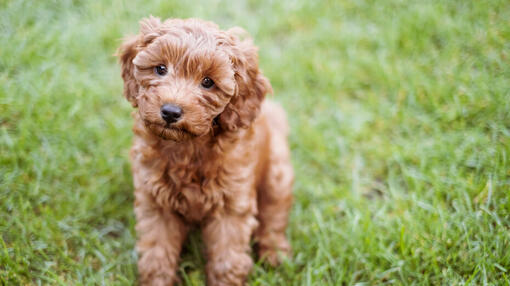 Cavapoo staand op gras kijkt naar camera