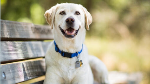 Le meilleur sourir de mon animal de compagnie