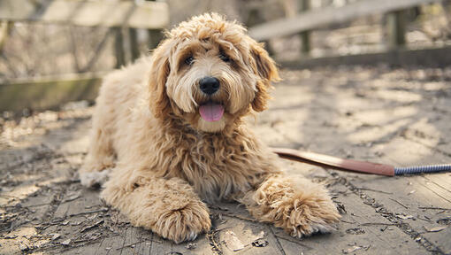 Goldendoodle couché par terre regardant caméra