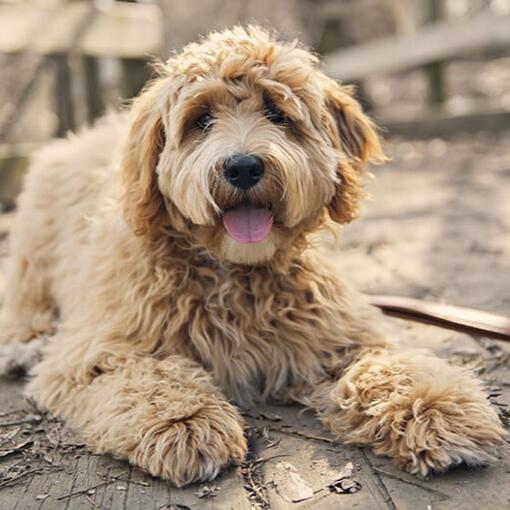 Goldendoodle couché par terre regardant caméra