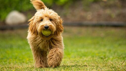 Goldendoodle sur l’herbe regardant caméra avec balle en bouche