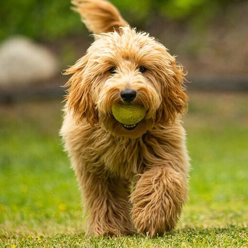 Goldendoodle sur l’herbe regardant caméra avec balle en bouche