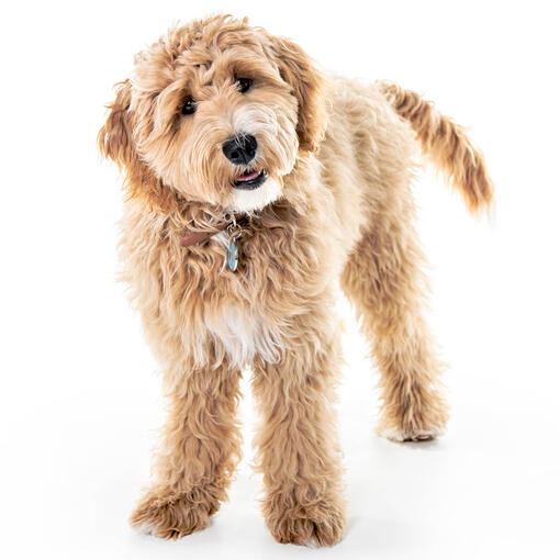 Goldendoodle sur fond blanc regardant caméra