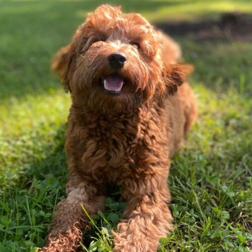 Goldendoodle couché sur l’herbe regardant caméra