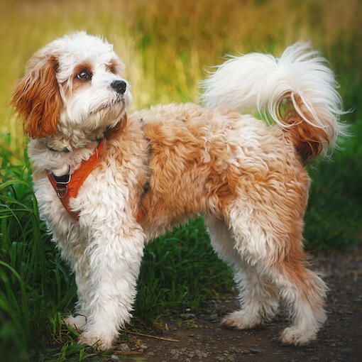 Cavapoo staand wegkijkend