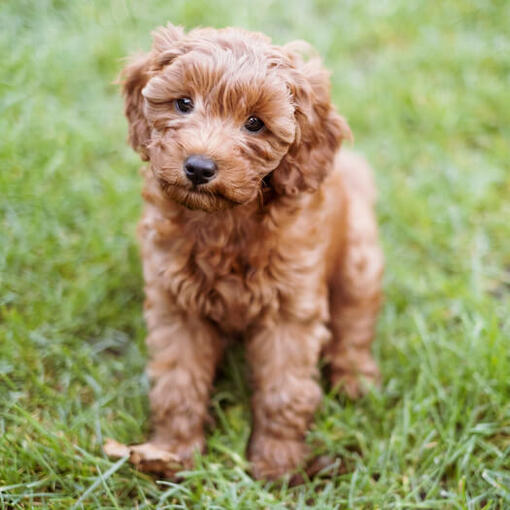 Cavapoo staand op gras kijkt naar camera