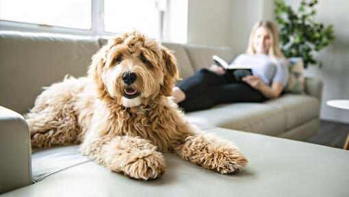 Labradoodle couché par terre regardant caméra