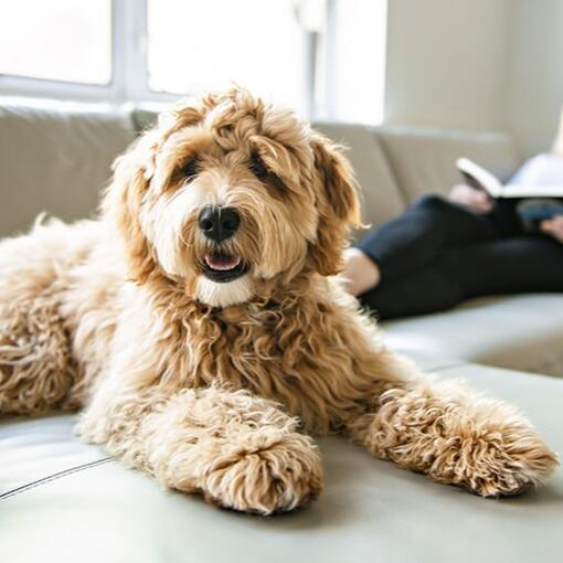 Labradoodle couché par terre regardant caméra