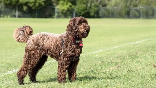 Labradoodle debout sur l’herbe regardant quelque chose