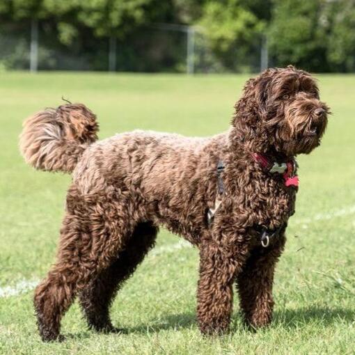 Labradoodle debout sur l’herbe regardant quelque chose