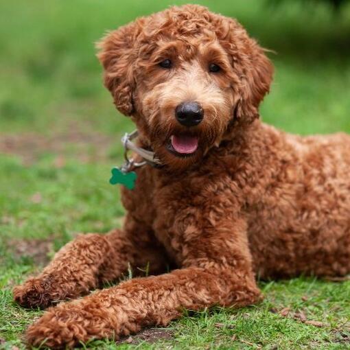 Labradoodle couché sur l’herbe regardant caméra