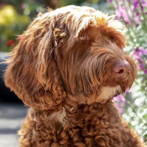 Labradoodle derrière des fleurs regardant quelque chose