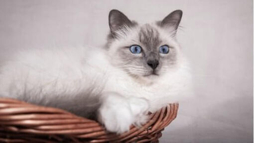 Chat de Birmanie clair couché dans un panier.