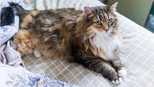 Un Maine Coon brun aux yeux verts clairs allongé.