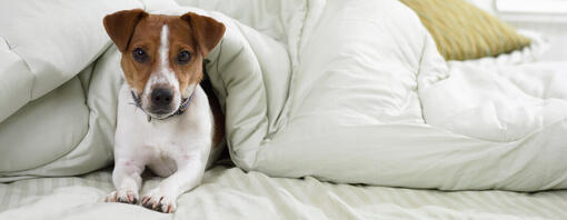 Terrier Jack Russell au lit sous les draps