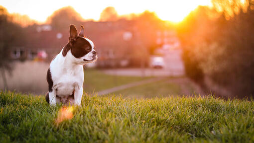 Boston Terrier op gras met ondergaande zon op achtergrond