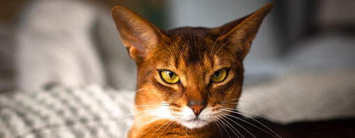 Chat aux yeux vert clair couché.