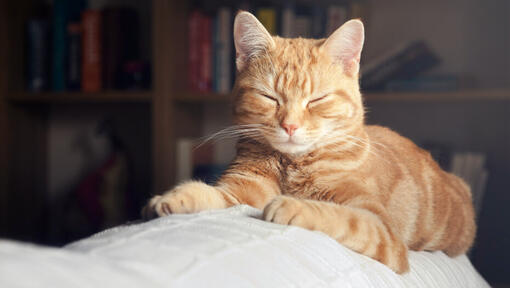 Chat roux aux yeux fermés couché.