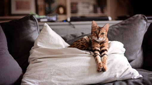 Chat du Bengale couché sur un coussin.