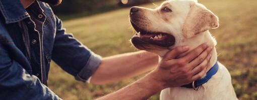 Eigenaar houdt hond vast in een park