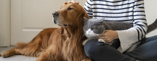 Eigenaar streelt golden retriever en grijze kat