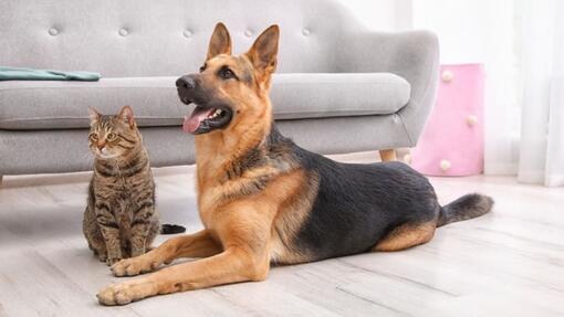 berger allemand couché avec chat gris assis