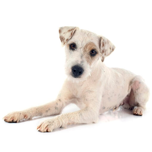 Parson Russell Terrier sur fond blanc