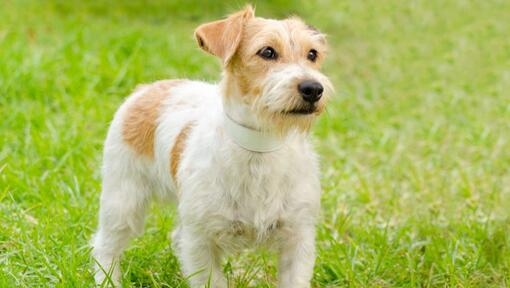 Parson Russell Terrier debout sur l’herbe