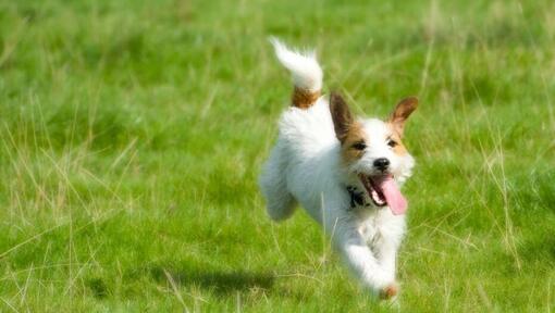 Parson Russell Terrier courant dans l’herbe