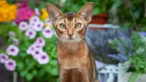 Chat abyssin aux yeux orange debout devant des fleurs.