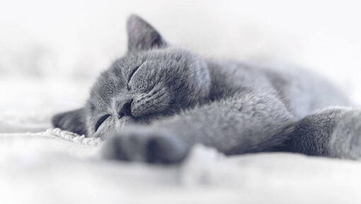 Chaton Chartreux gris endormi.