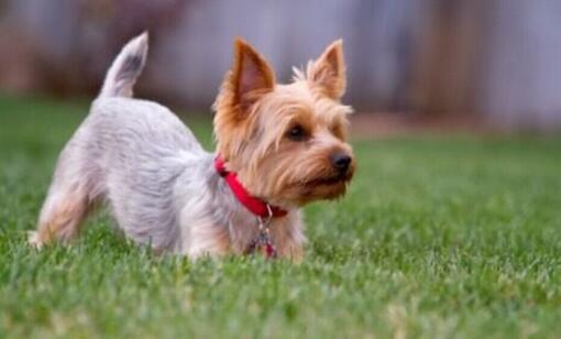 Yorkshire Terrier brun et gris assis sur l'herbe.