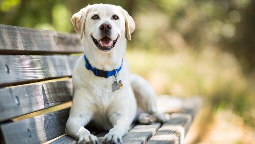 Hond zittend op de bank