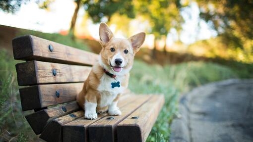 Chiot Corgi assis sur un banc