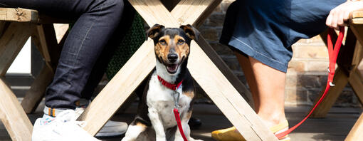 Chien assis sous la table