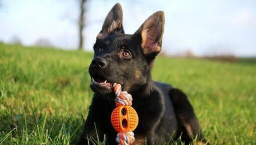 Puppy Duitse Herder liggend op gras met oranje kauwspeeltje