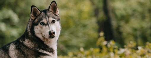 Husky liggend in het bos