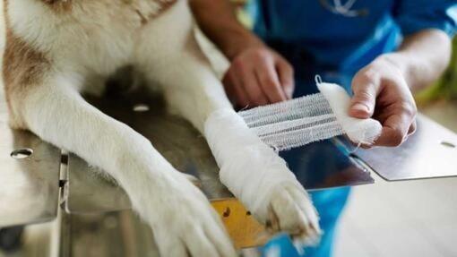 Chien ayant une patte bandée