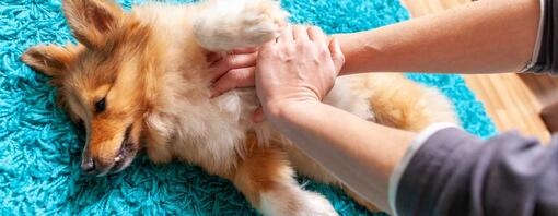 Propriétaire pratiquant les premiers soins sur un chien