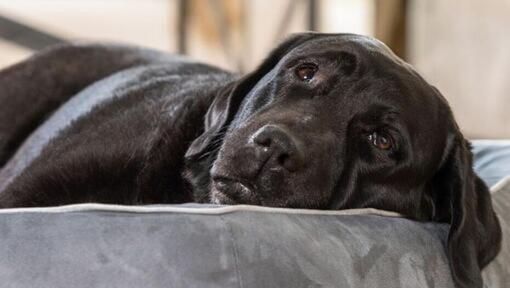 Chien triste dans son lit