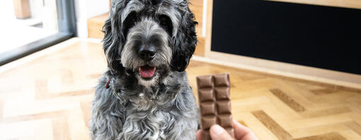 Chien regardant un chocolat