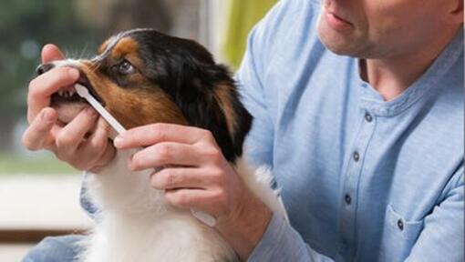 Maitre brosse les dents du chien