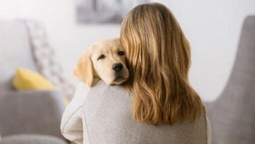 Chiot labrador dans les bras du maître