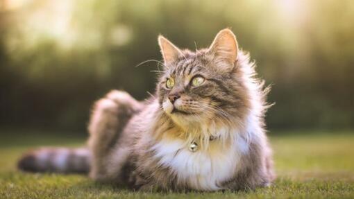 kat zittend in het gras