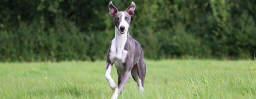 Whippet rent door gras